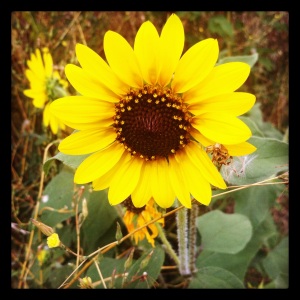 "Sunflower" 