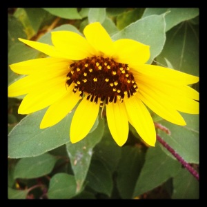 "Texas sunflower"